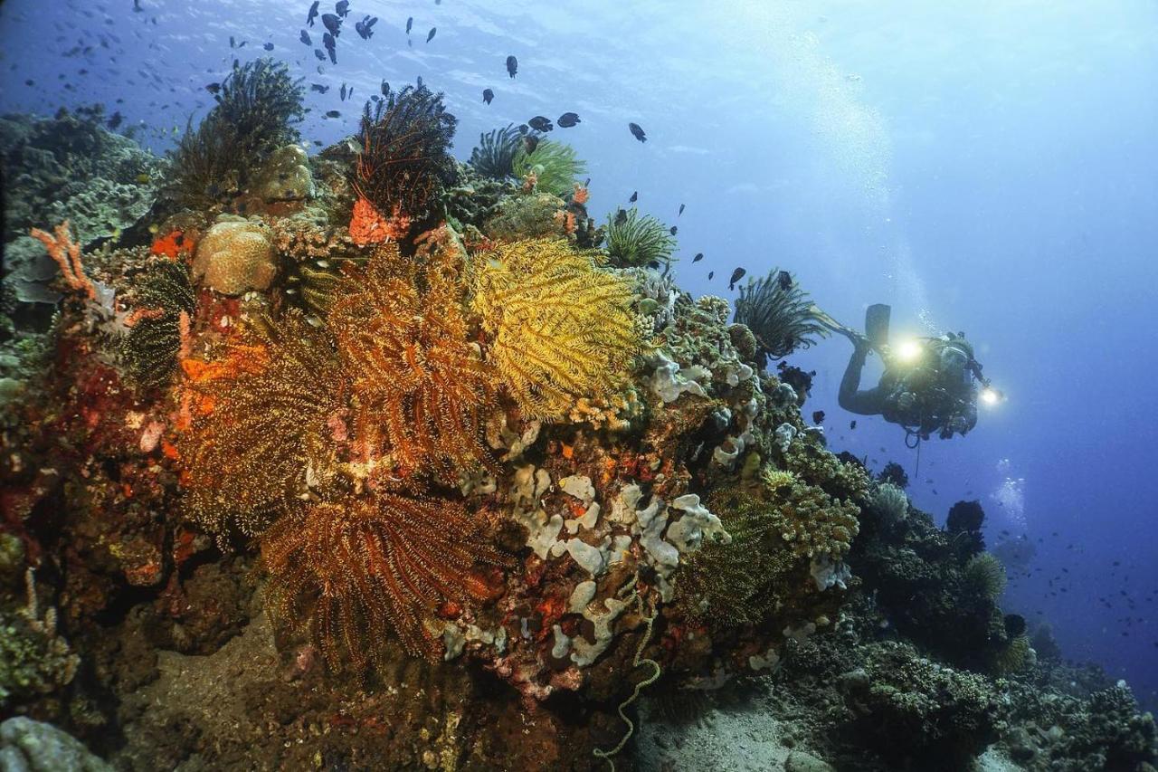 La Tortue Diving Resort Dauin Bagian luar foto